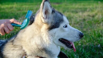 Husky Groomers Staffordshire Moorlands