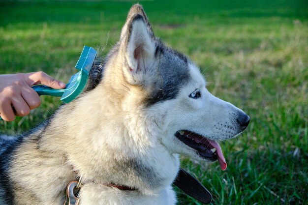 Husky Groomers Staffordshire Moorlands