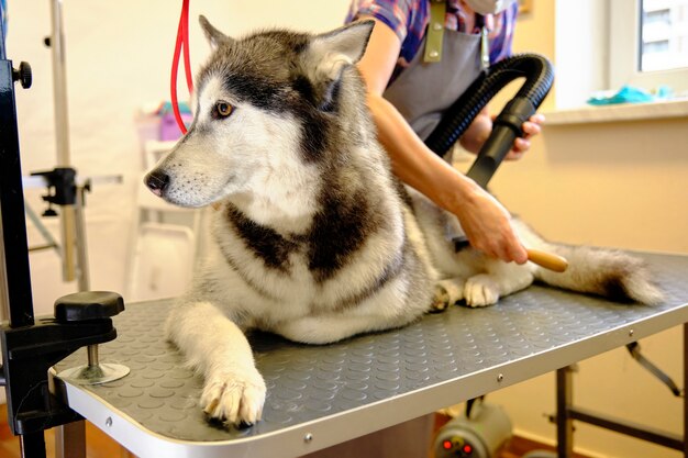 Husky Groomers Staffordshire Moorlands