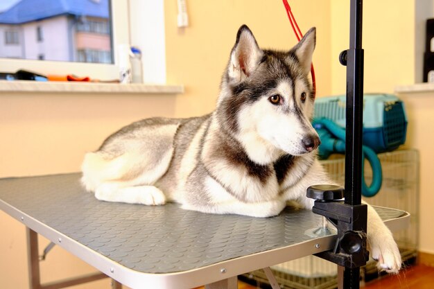 Husky Groomers Staffordshire Moorlands